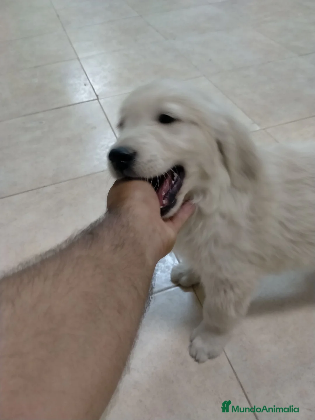Golden Retriever perros en venta: Golden retrivier  - Anuncio 3