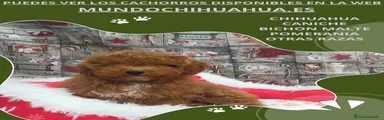 Caniche Toy Cachorro 12
