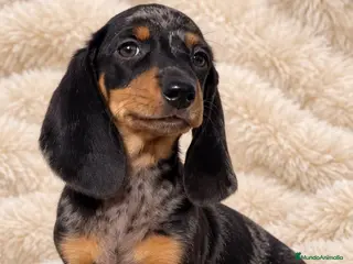 Teckel Miniatura perros TECKEL MINI ARLEQUIN - DISPONIBLES ✅ - Anuncio 3