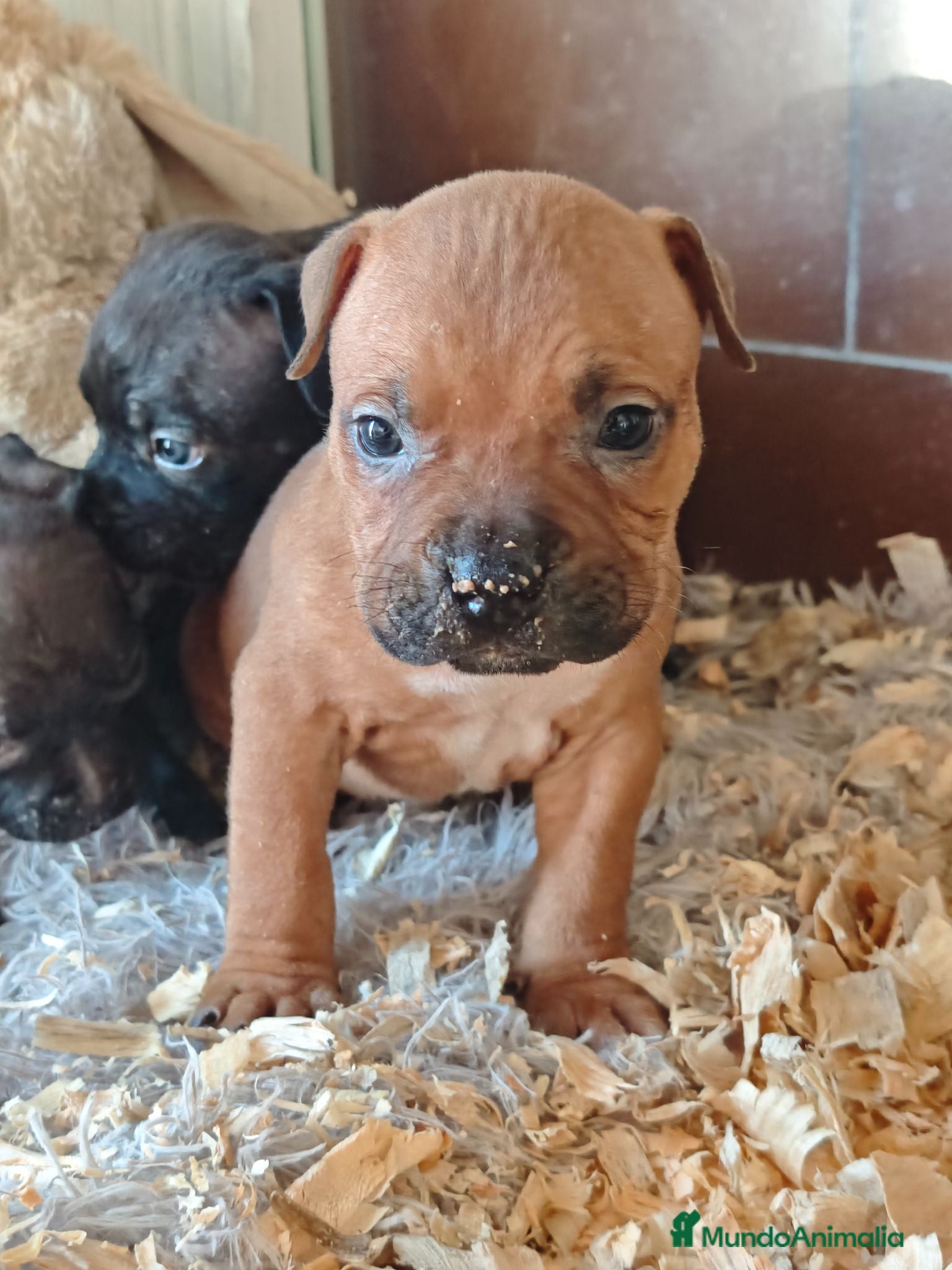 American Bully perros American bully - Anuncio 1