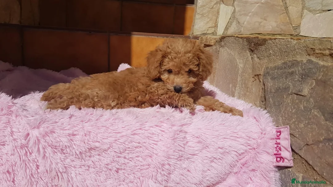 Caniche Toy perros en venta: Caniches toy y enano en Barcelona - Anuncio 5