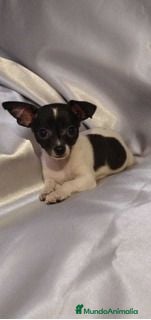 Chihuahua perros chihuahua  - Anuncio 2