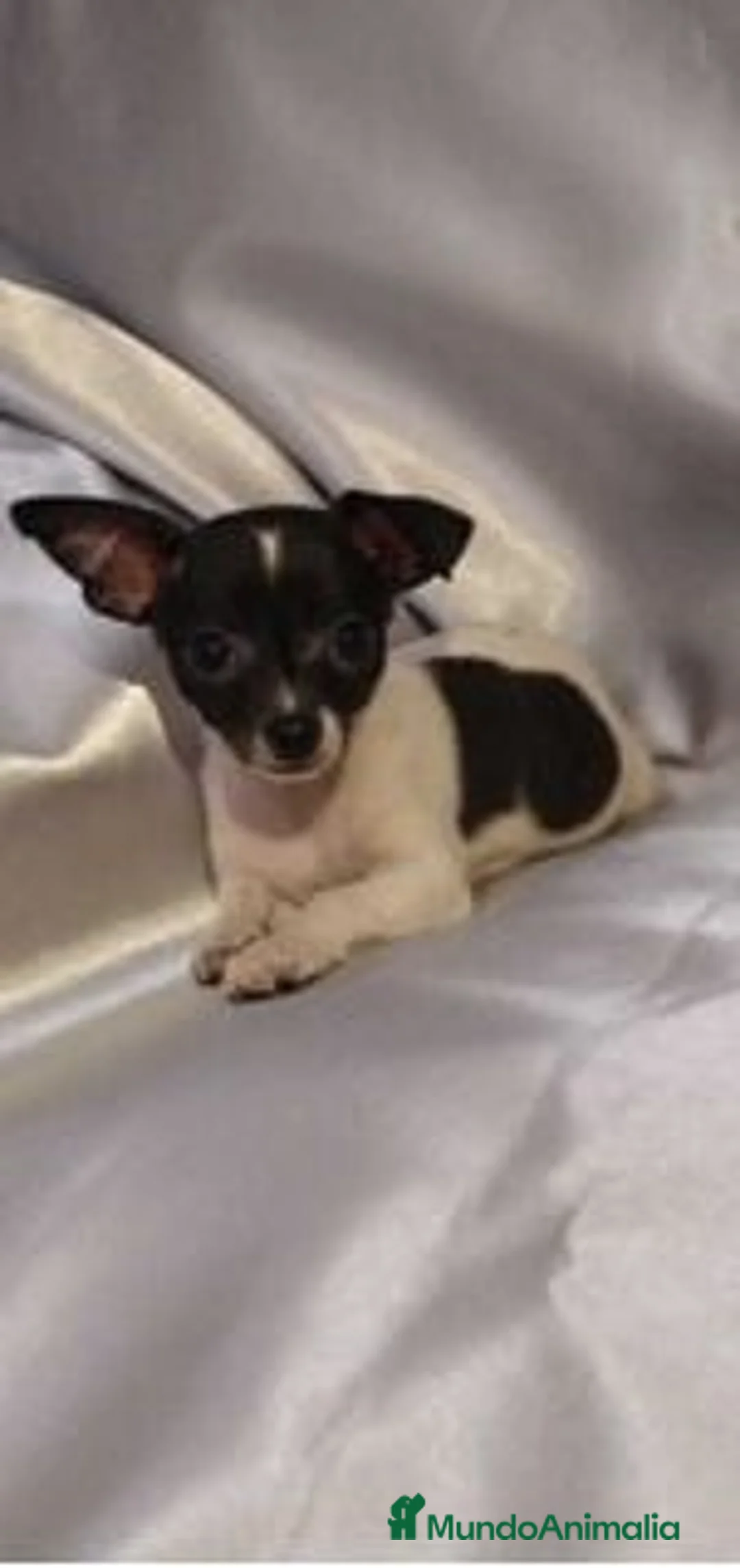 Chihuahua perros en venta: chihuahua  - Anuncio 1