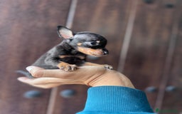 Pinscher Miniatura perros en venta: MINI PINSCHER MUNIATURA - Anuncio 7