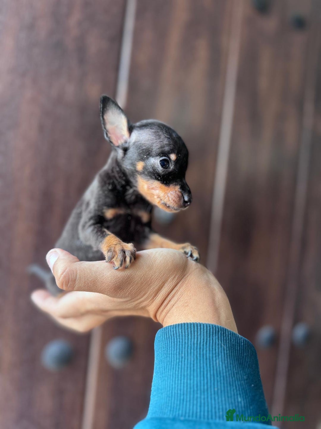 Pinscher Miniatura perros en venta: MINI PINSCHER MUNIATURA - Anuncio 7