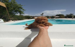 Maltipoo perros en venta: Maltipoo toy  - Imagen 4