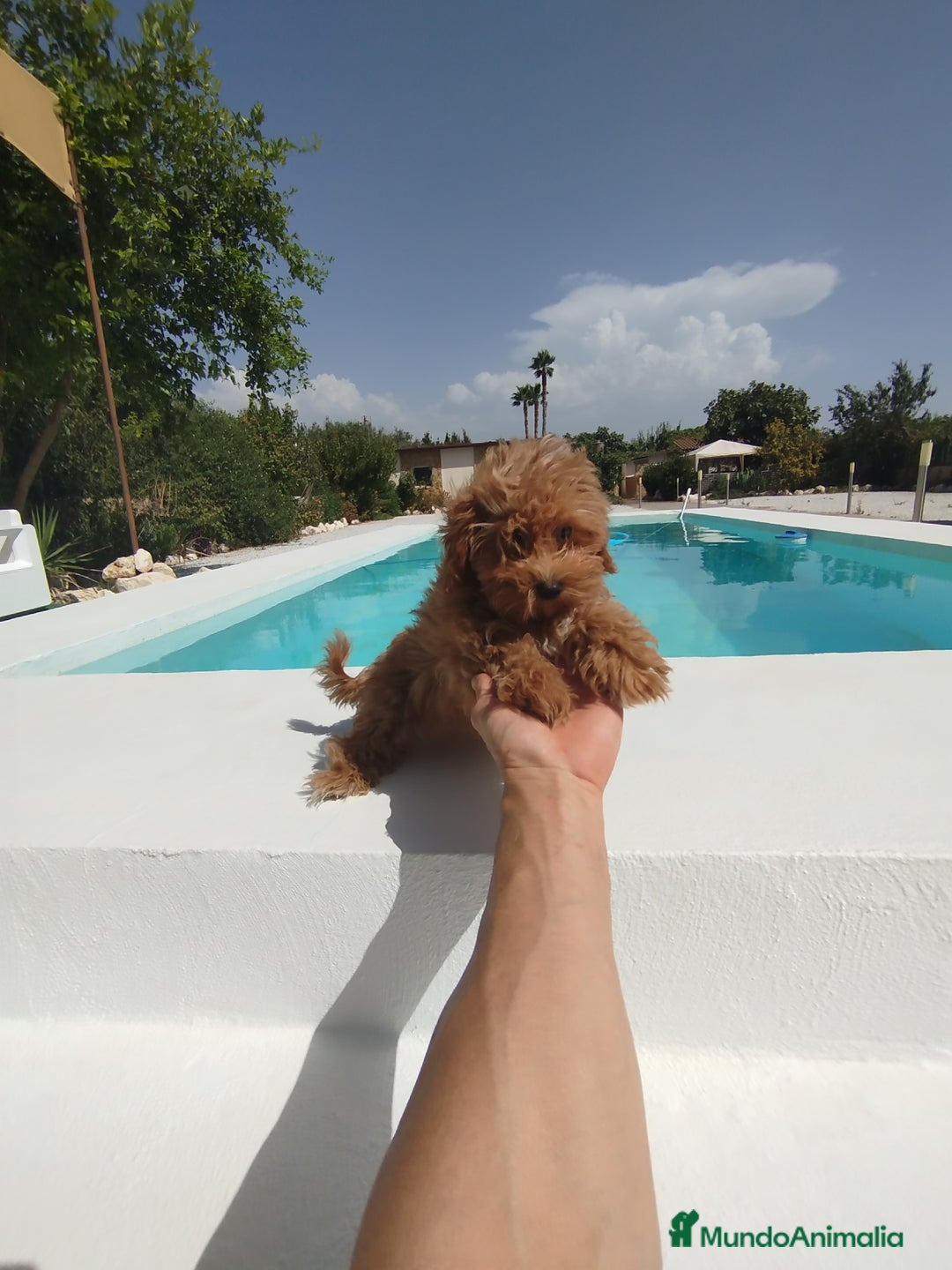 Maltipoo perros en venta: Maltipoo toy  - Imagen 4