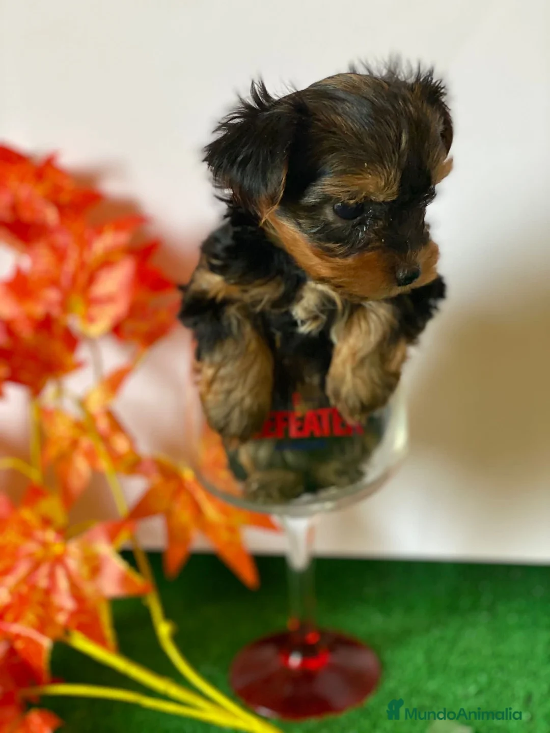 Yorkshire Terrier perros en venta: YORKSHIRE TOY //// DISPONIBLES !!!! en Badajoz - Anuncio 5