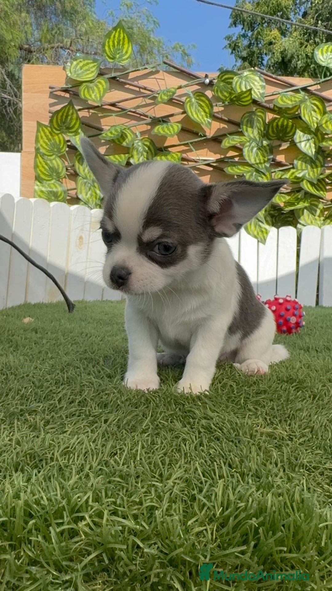 Chihuahua perros en venta: CHIHUAHUA MACHO TRICOLOR - Imagen 3