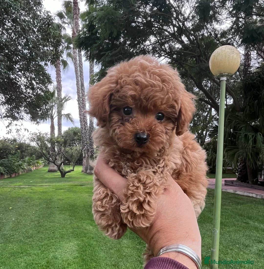 Caniche Toy perros en venta: Caniche toy  - Anuncio 9