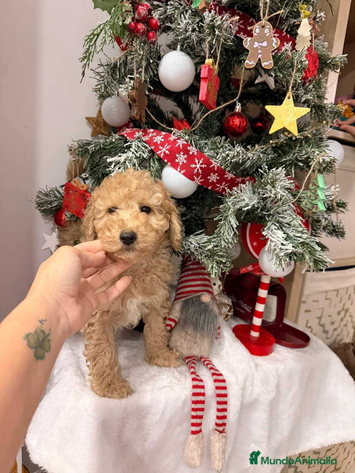 Caniche Toy perros Caniches - Anuncio 1