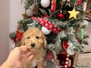 Caniche Toy perros Caniches - Anuncio 6