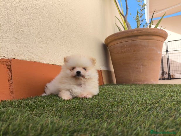 Pomerania perros - Anuncio 1