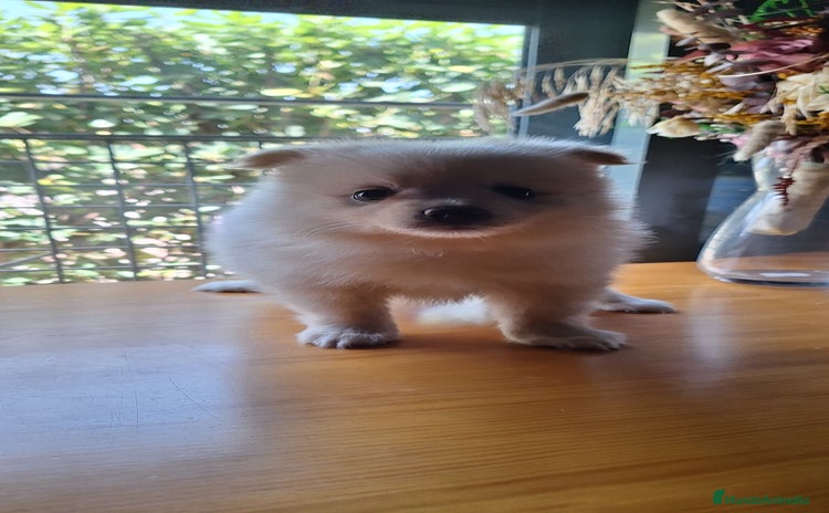 Pomerania perros - Propaganda 16