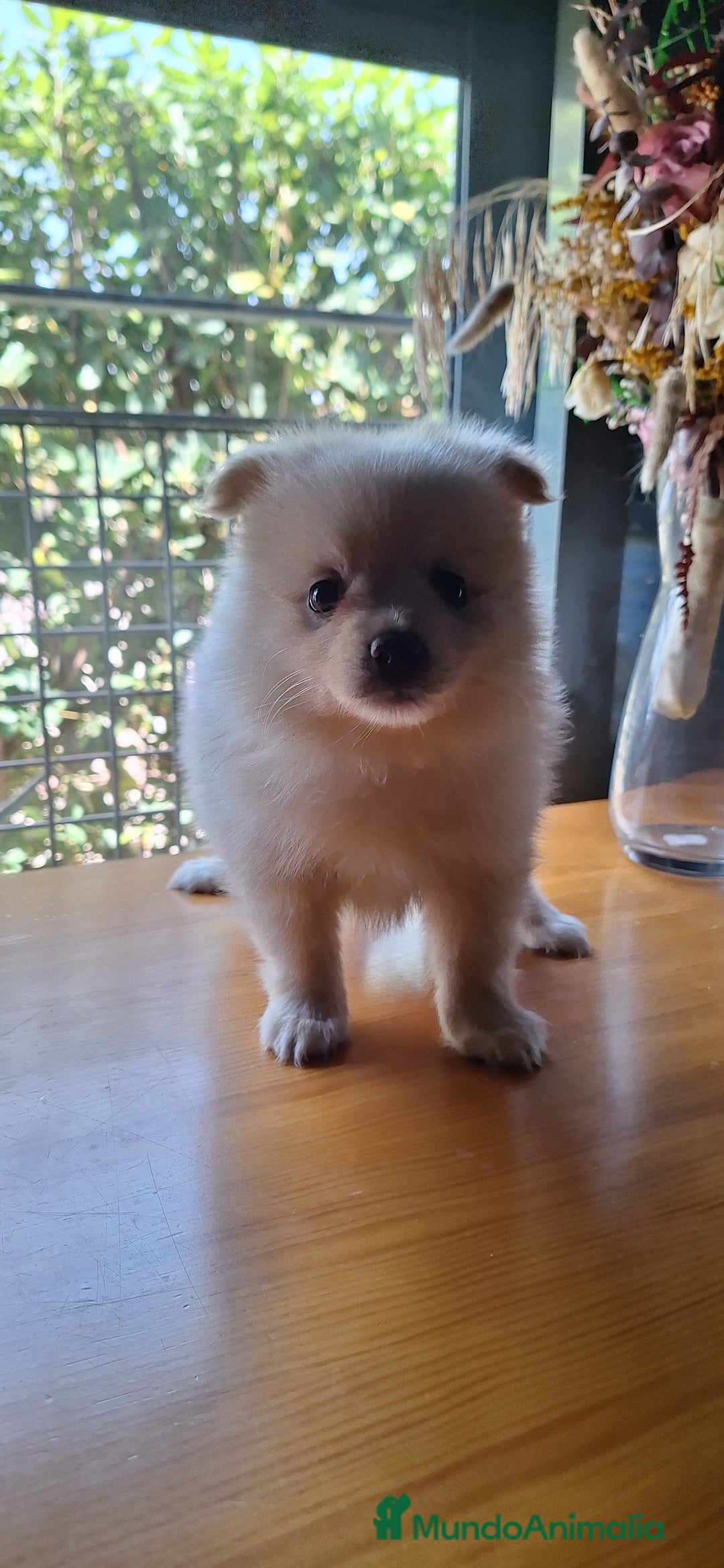Pomerania perros en venta: Pomerania  - Imagen 1