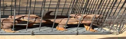 Terrier Alemán de Caza perros en venta: Cachorro chocolate Jagd terrier  - Anuncio 4
