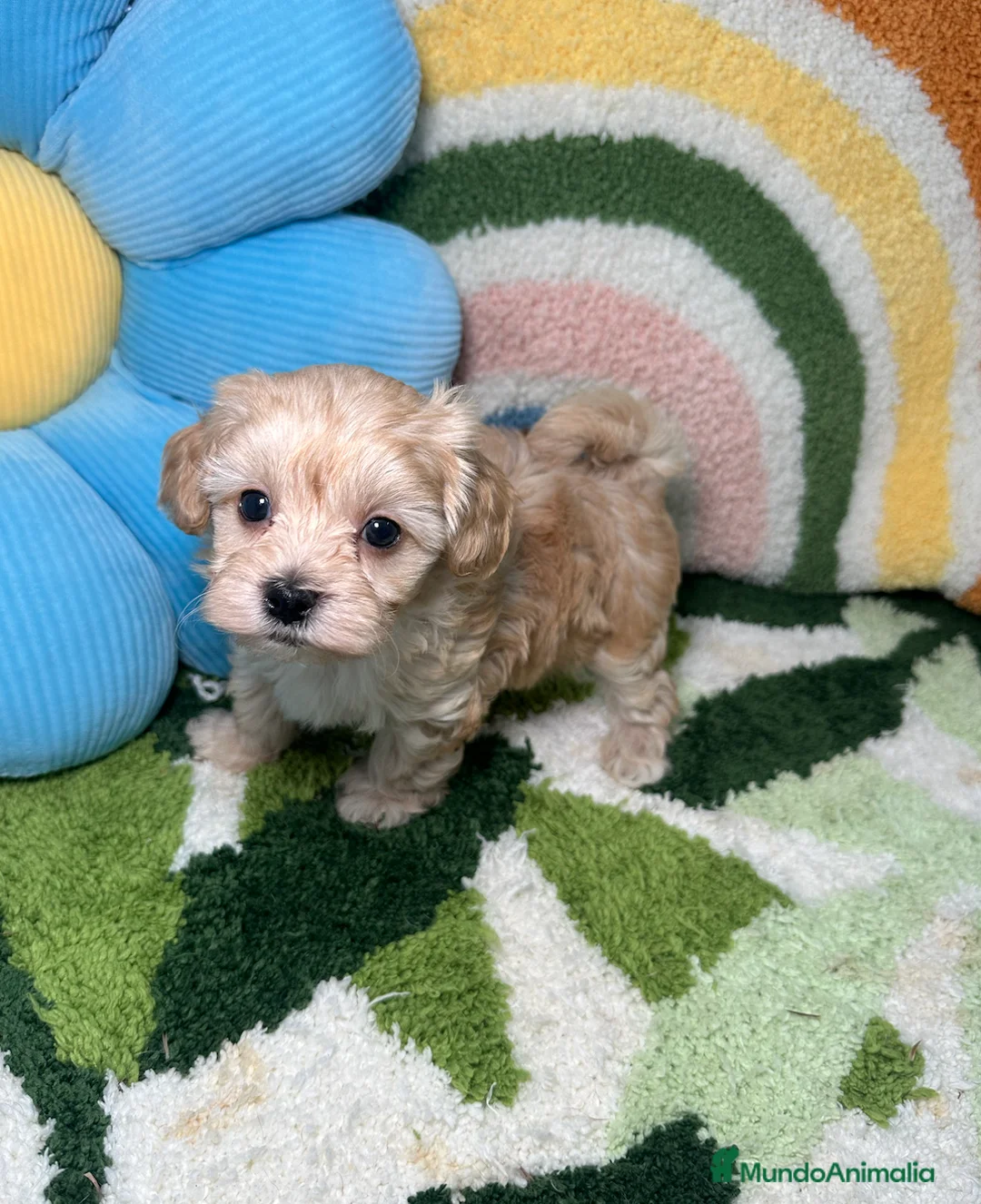 Maltipoo perros en venta: Maltipoo Mini Toy - Anuncio 2
