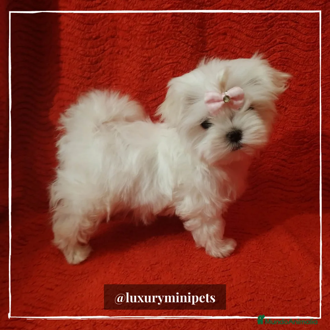 Bichón Maltés perros en venta: Camada de Bichón Maltés coreanos en Madrid - Anuncio 1