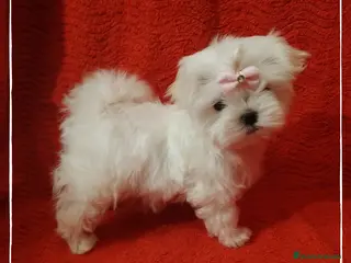 Bichón Maltés perros Camada de Bichón Maltés coreanos en Madrid - Anuncio 18