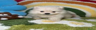 Pomerania 