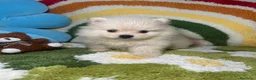 Pomerania perros en venta: Pomerania Macho - Anuncio 1