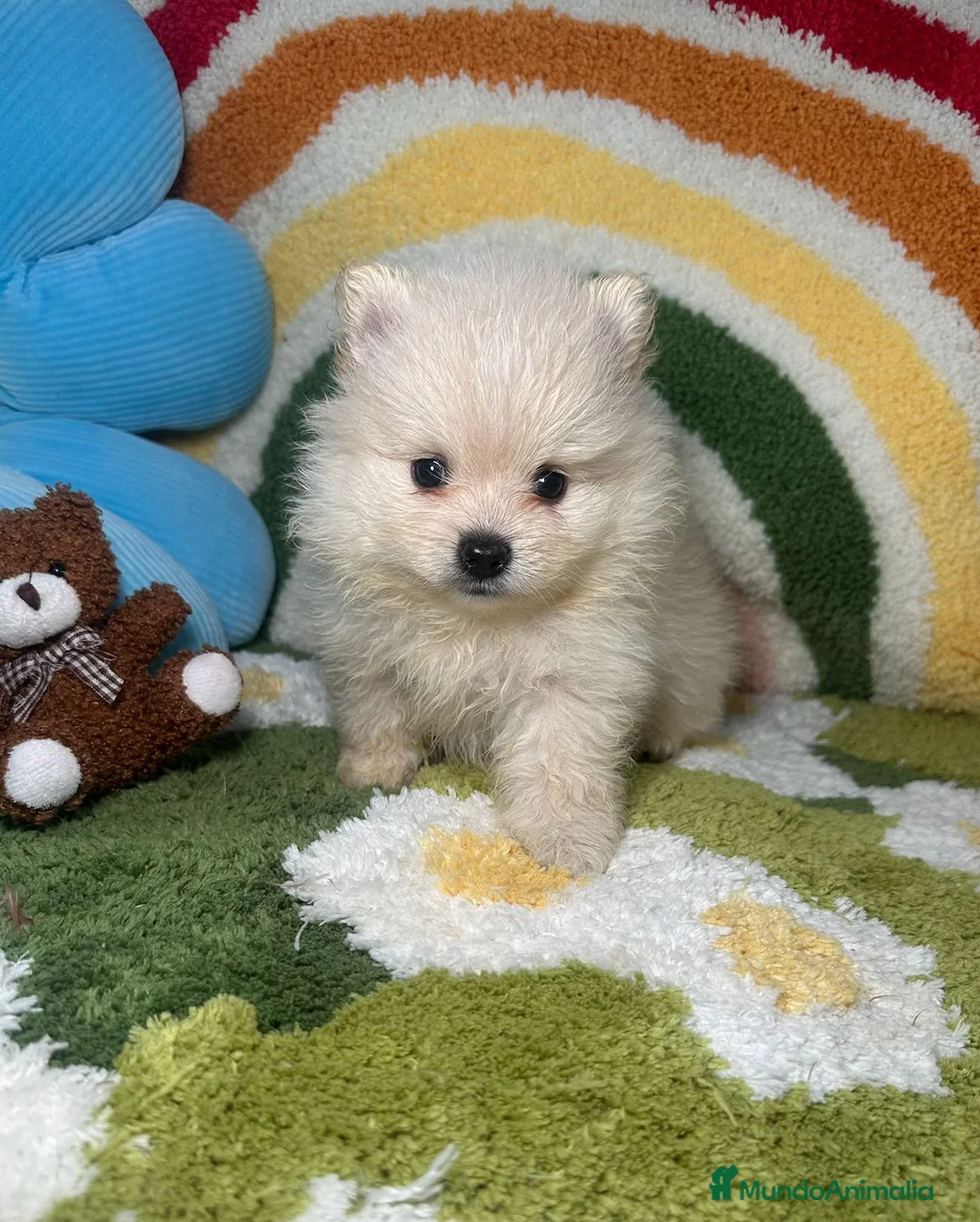 Pomerania perros en venta: Pomerania Macho - Anuncio 1