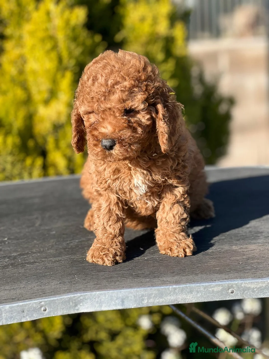 Caniche Enano perros en venta: CANICHE ENANO ROJO INTENSO! en Barcelona - Anuncio 3