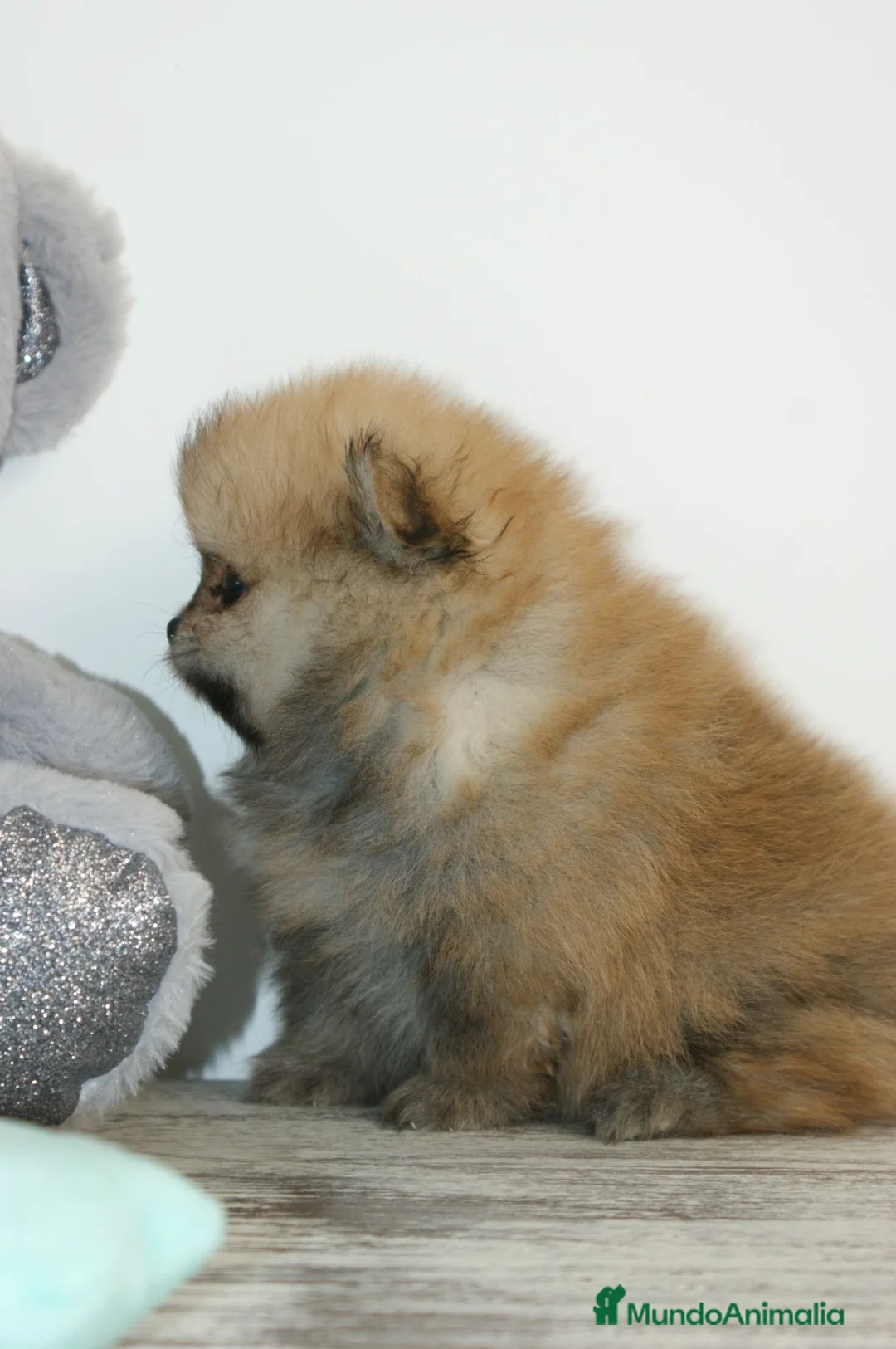 Pomerania perros en venta: CACHORROS DE POMERANIA - Anuncio 11