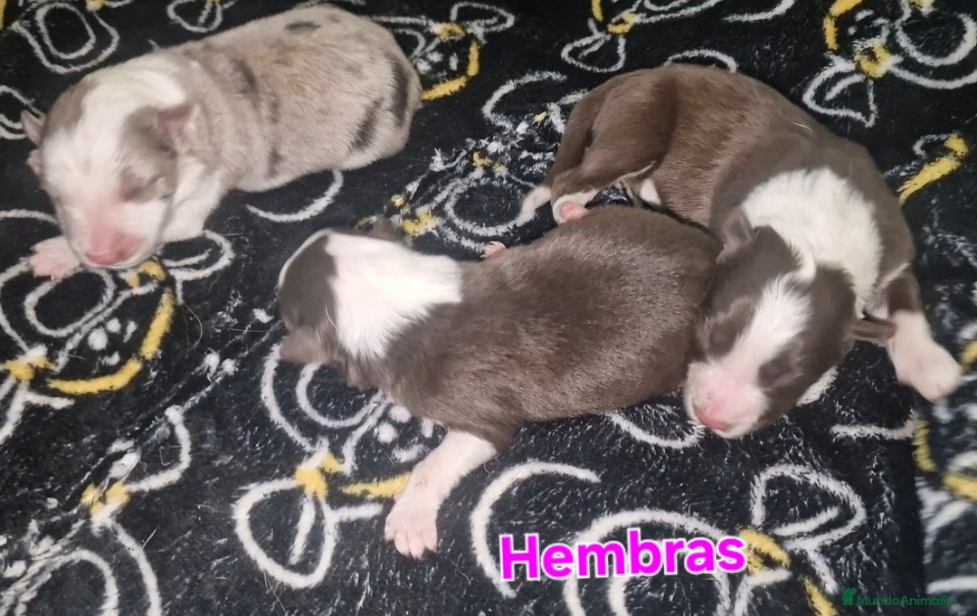 Border Collie perros en venta: Expectaculares cachorros de border collie  - Anuncio 4