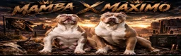 American Bully perros en venta: American Bully XL - Anuncio 2