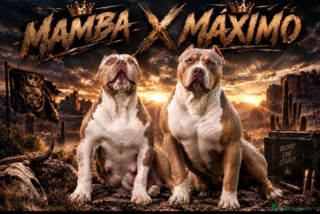 American Bully perros en venta: American Bully XL - Anuncio 2