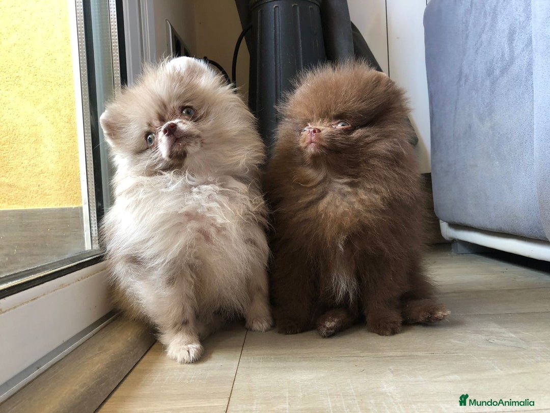 Pomerania perros en venta: Pomerania mini exótico  - Imagen 5