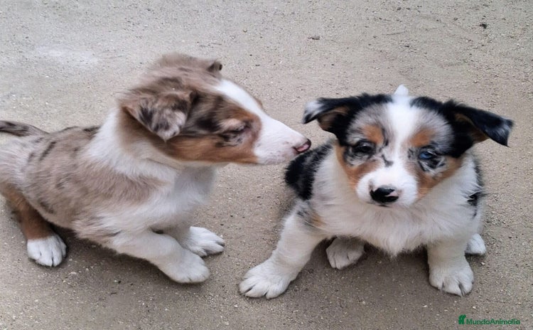 Border Collie perros - Anuncio 12