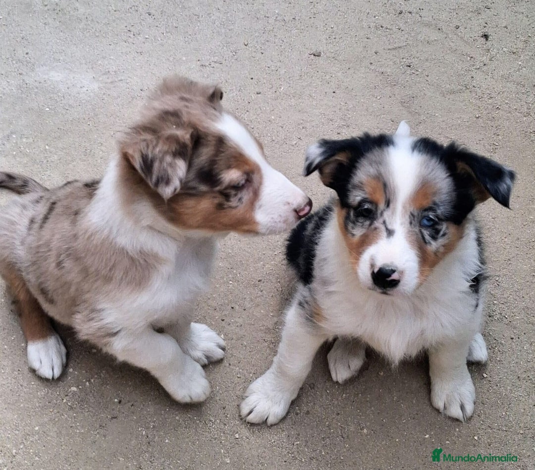 Border Collie perros en venta: Boder collie  - Imagen 1