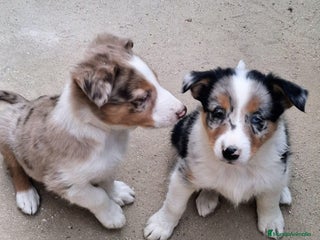 Border Collie perros - Anuncio 4