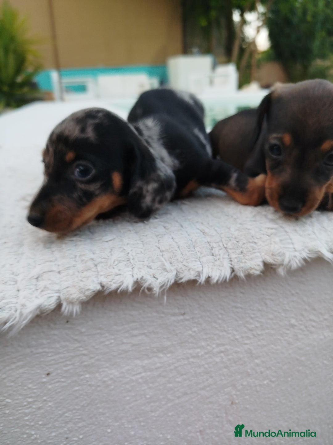 Teckel Miniatura perros en venta: Teckels miniatura  - Anuncio 2