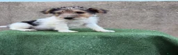 Fox Terrier de Pelo Duro perros en venta: Fox terrier pelo duro  - Anuncio 9