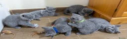 Británico de Pelo Corto gatos en venta: Gato British shorthair  - Anuncio 9