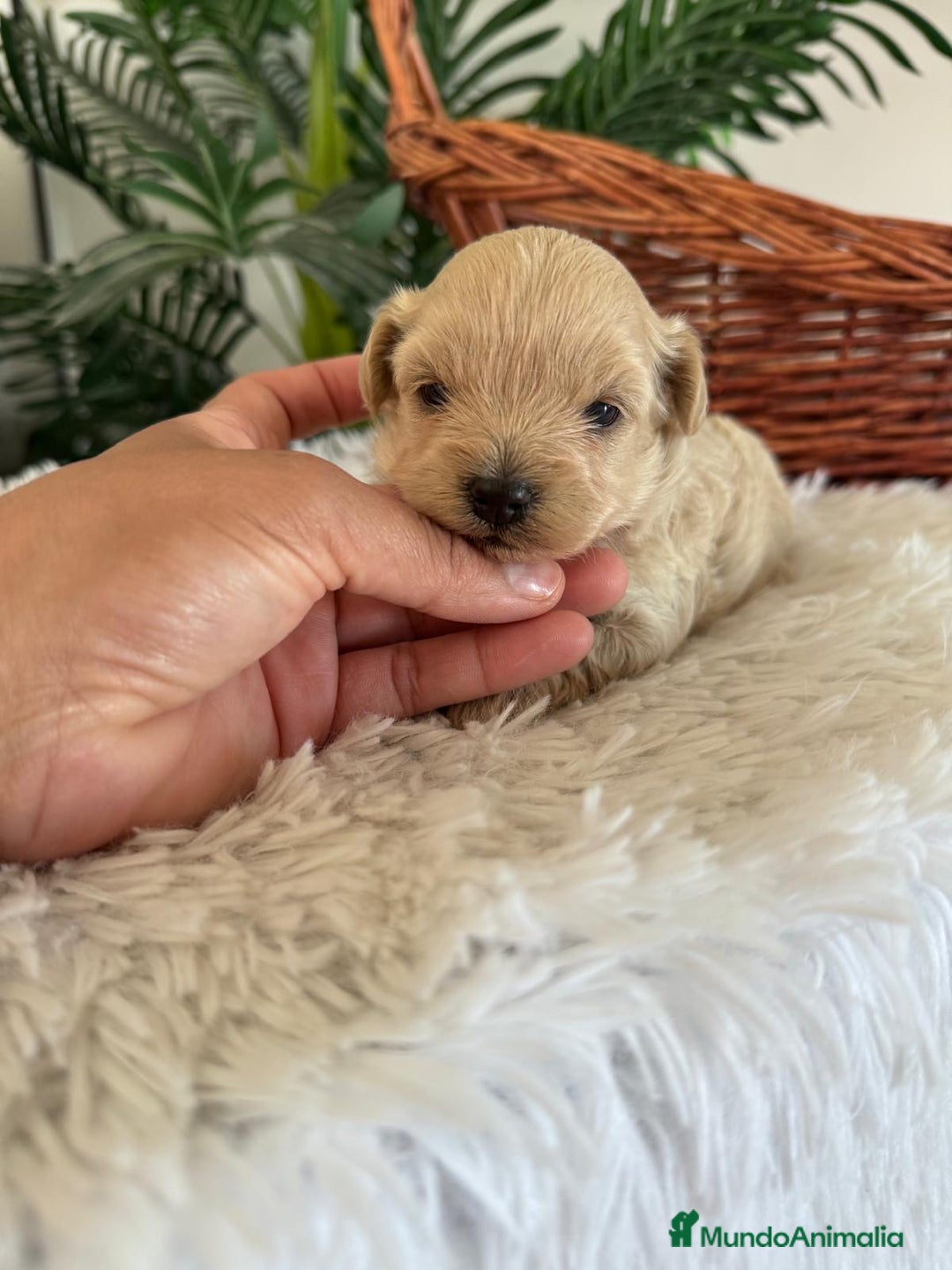 Maltipoo perros en venta: MALTIPOO MACHO - Imagen 31