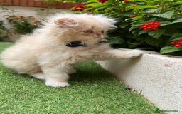 Británico de Pelo Largo gatos en venta: Hembra British Bicolor - Imagen 3