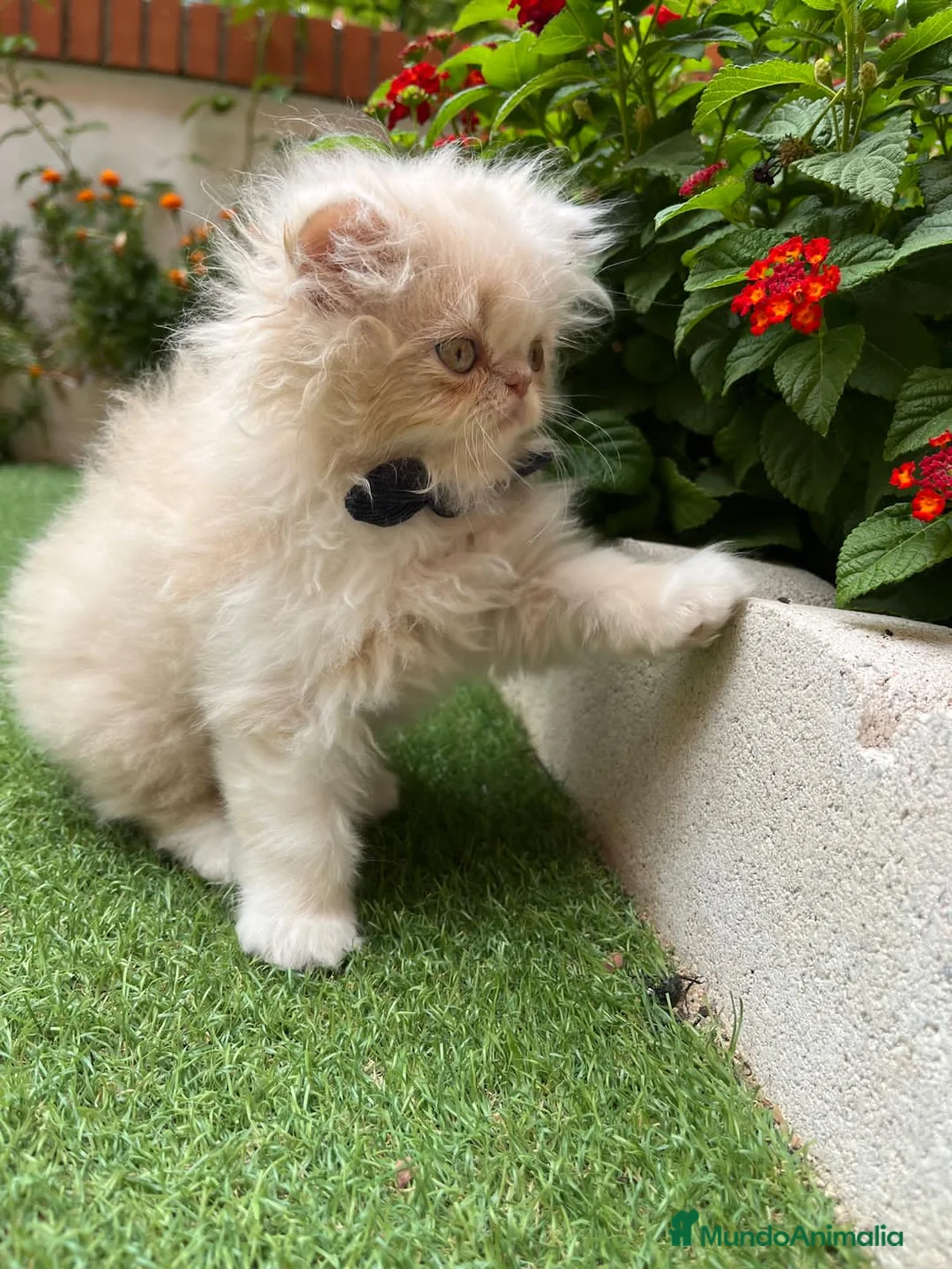 Británico de Pelo Largo gatos en venta: Hembra British Bicolor - Anuncio 3