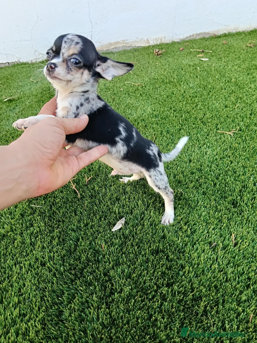 Chihuahua perros en venta: Exclusivo Machito de Chihuahua Merle - Anuncio 2