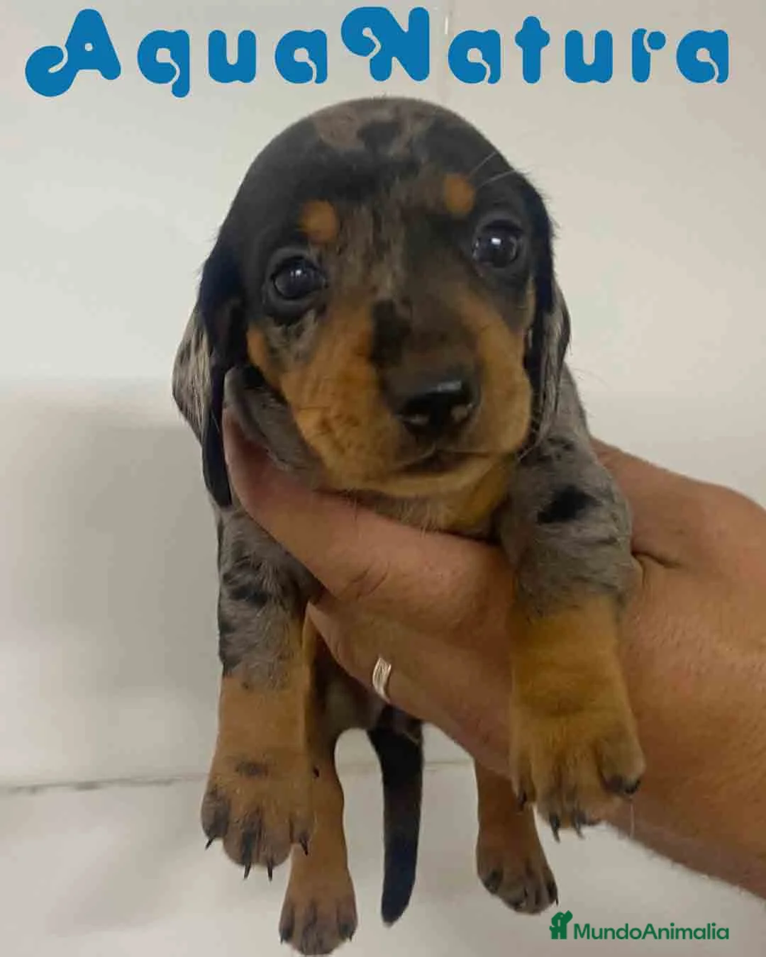 Teckel Miniatura perros en venta: Teckel Hembra de Tita Junior y Tilo AQUANATURA - Anuncio 2