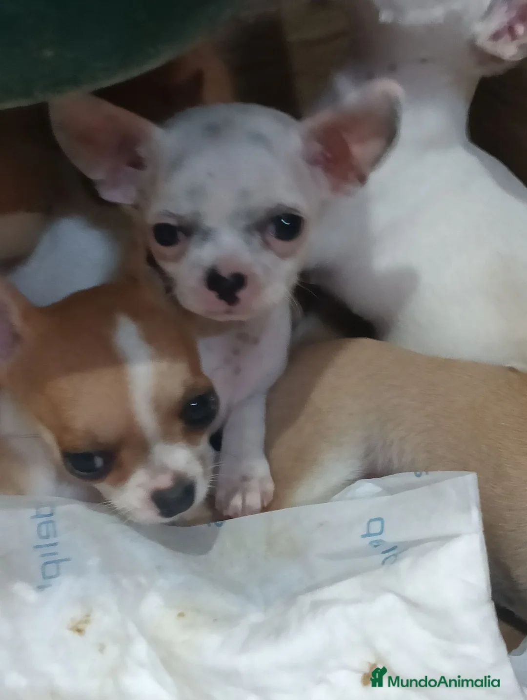 Chihuahua perros en venta: Chihuahua toy  - Anuncio 3
