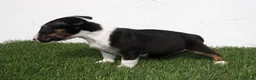 Bull Terrier perros en venta: Bull Terrier  - Anuncio 14