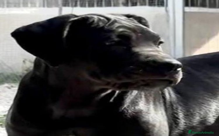 Cane Corso perros Cane Corso - Anuncio 16