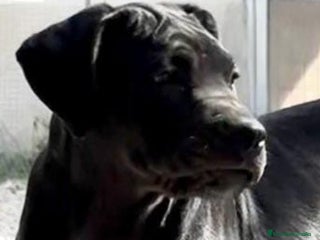 Cane Corso perros Cane Corso - Anuncio 16