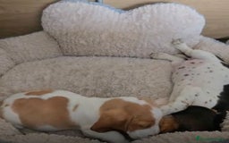 Basset Hound perros en venta: Preciosos sabuesos - Imagen 11