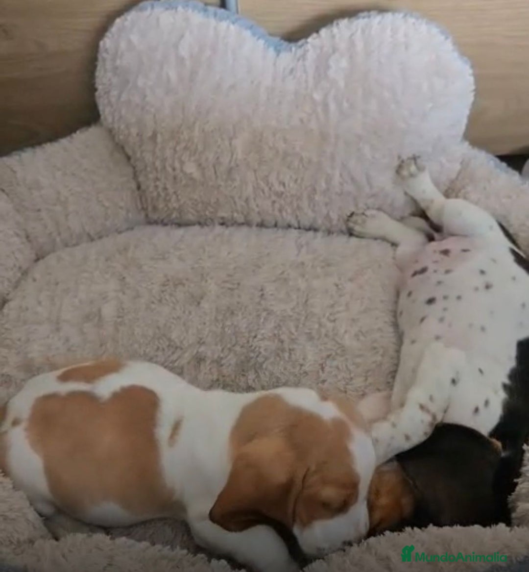 Basset Hound perros en venta: Preciosos sabuesos - Imagen 11