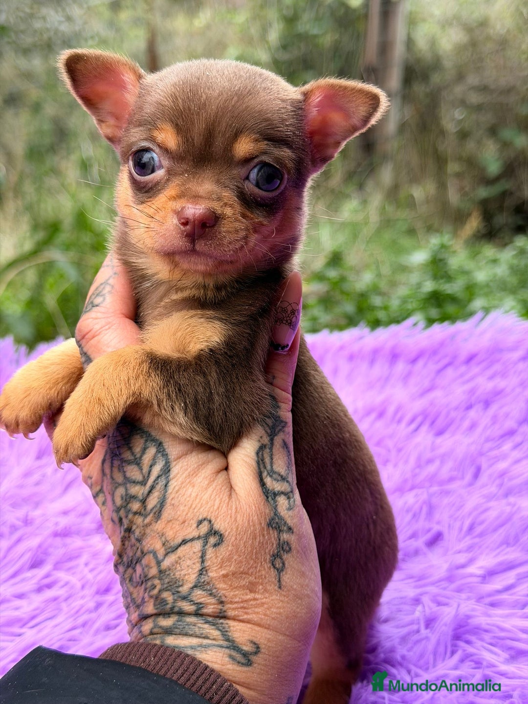 Chihuahua perros en venta: CHOHUAHUA MINI TOY HEMBRA - Anuncio 9